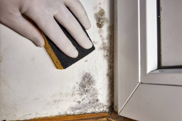 Forensic Mold Investigation in Bridgeview, IL