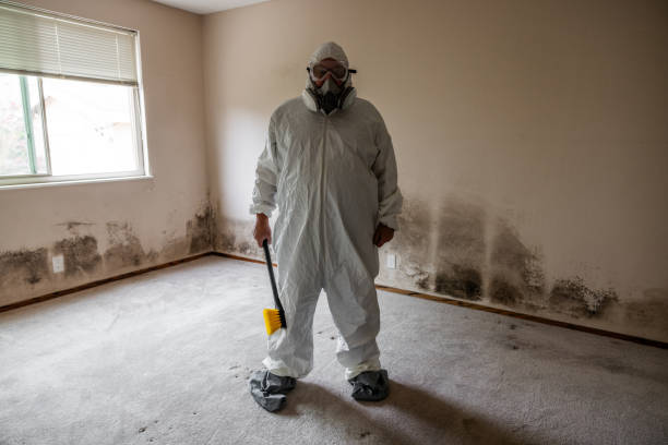 Best Asbestos and Lead Testing During Mold Inspection  in Bridgeview, IL